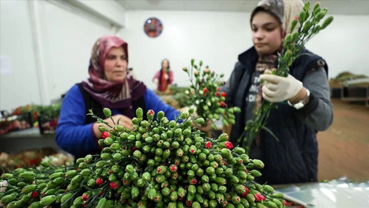 70 milyon dal Türk çiçeği ihraç edildi