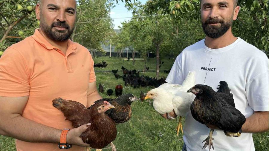 8 civcivle işe başlayan 4 öğretmen bin 200 tavuklu çiftlik kurdu