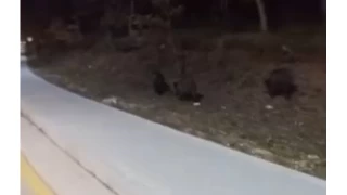 A kalan domuz srleri, niversite kampsne indi