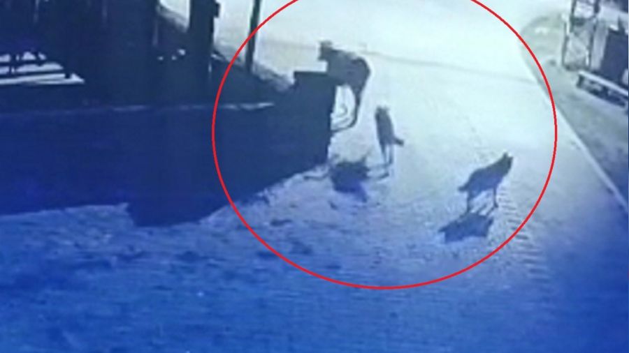 Aç kalan kurtlar mahalleye indi, ineği telef etti