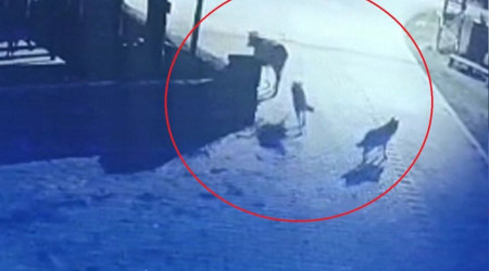Aç kalan kurtlar mahalleye indi, ineği telef etti