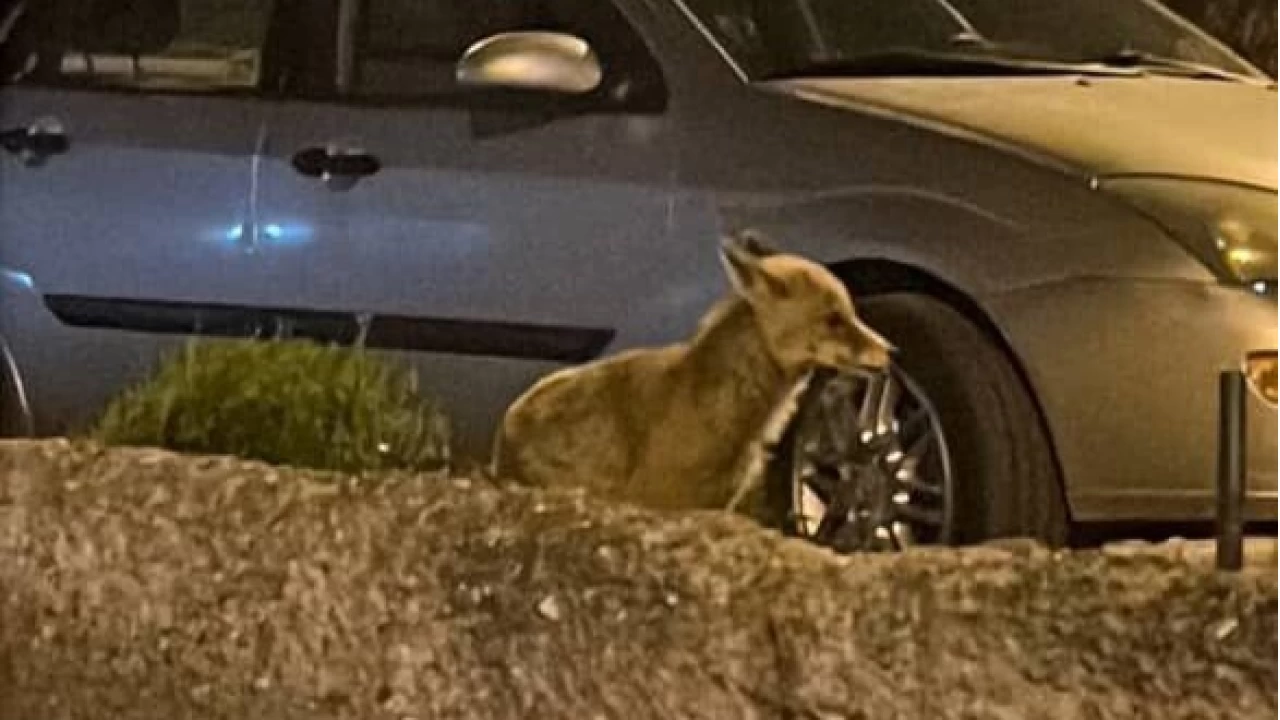 A� kalan tilki ba�kente indi