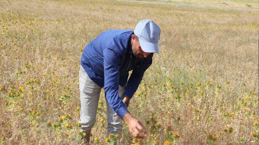 Ağrı Dağı eteklerinde ilk defa aspir yetiştirildi