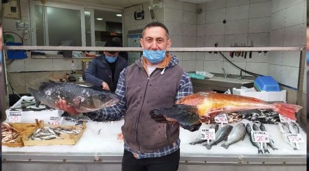 Akçakoca'da balık bereketi