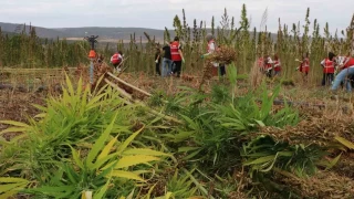 Amasya'da kenevir hasadına öğrenciler de katıldı