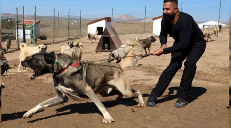 Anadolu aslanları kışa hazırlanıyor