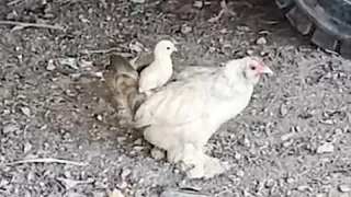 Anne sırtında keyifli gezinti