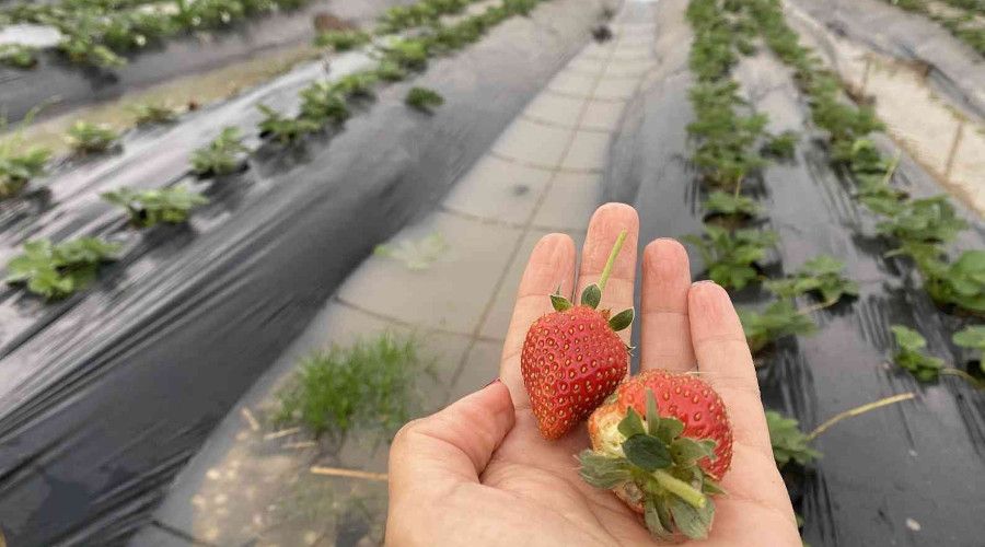 Antalya'da ekili alanlar ve çilek seraları sular altında kaldı