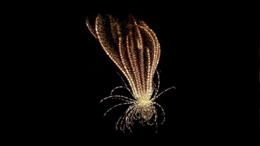 Antarktika'da yeni bir deniz canl�s� ke�fedildi