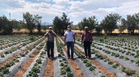 Aralık ayında çilek hasadı