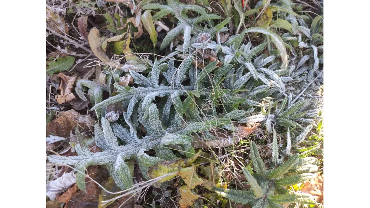 Ardahan'n Gle ilesi Trkiye'nin en souk yerleim yeri oldu