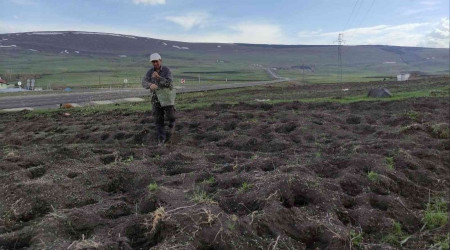 Ardahanlı çiftçiler ürünlerini iki ay geç ekti