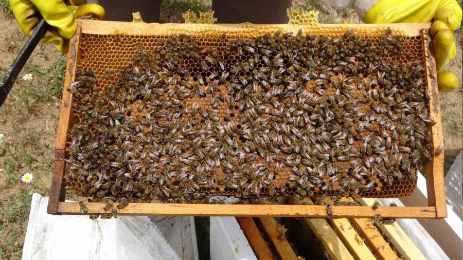 Ar�c�lar baharda da umdu�unu bulamad�