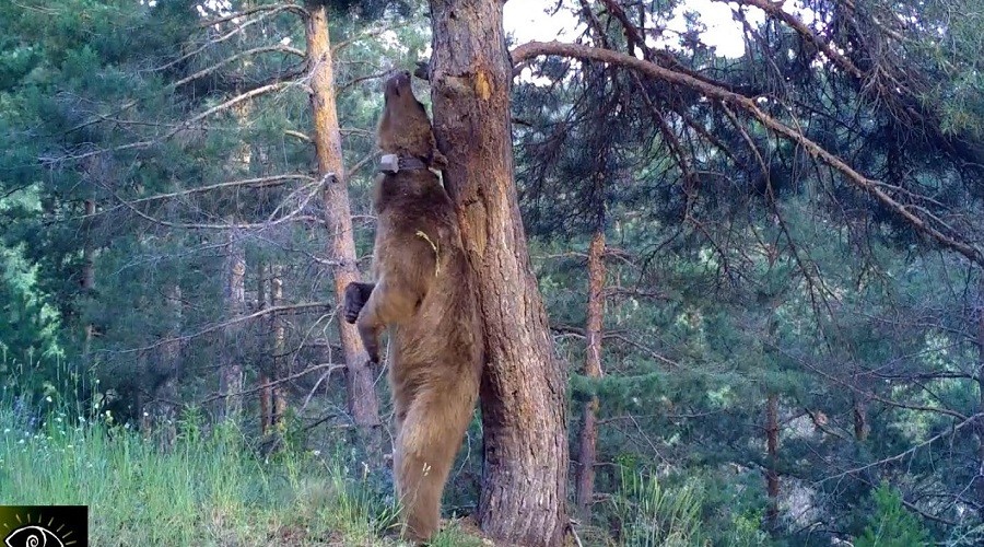 Arkadaş "Dünya ayı literatürünü tamamıyla değiştirdi"