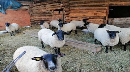 Artvin "Bijik koyunlarının yok olmasına seyirci kalmıyor"