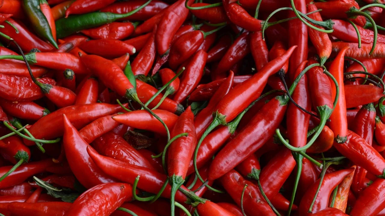 A��r�c� ac� biber t�ketimi ba��ml�l��a yol a��yor