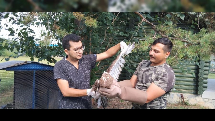 Avladığı yılanı yutamayan kartal fenalaştı