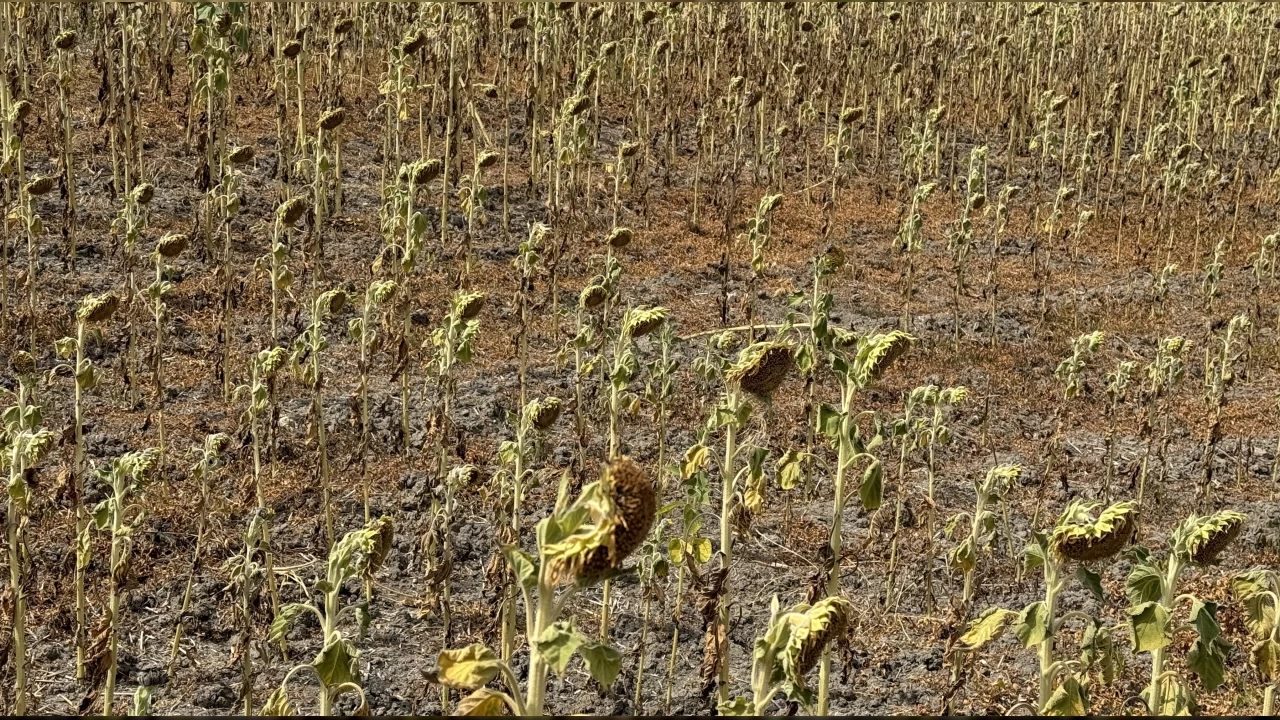   Ay�i�e�inde s�k�nt�l� y�l