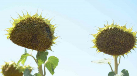 Ayçiçeğinde yabancı tohuma karşı yerli tohum başarısı
