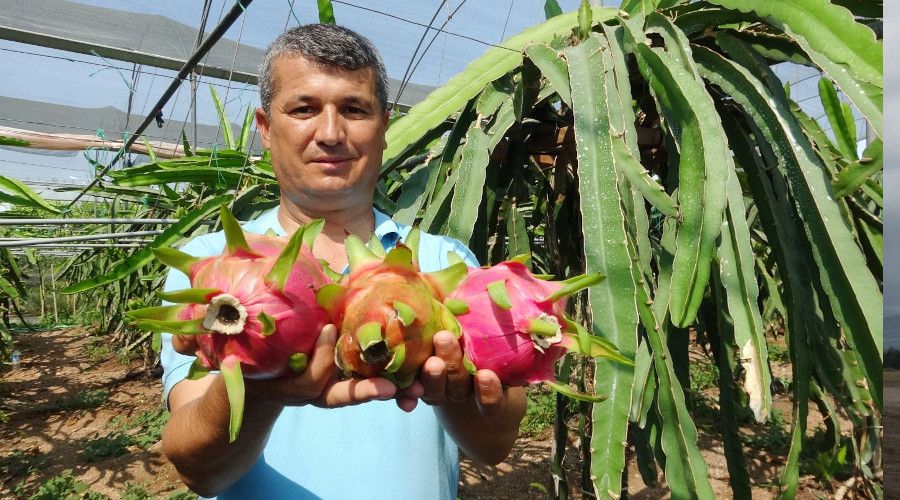 Babas� i�in ejder meyvesi yeti�tirdi, �imdi ihra� ediyor