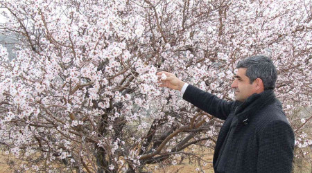 Badem ağaçları gelin gibi süslendi