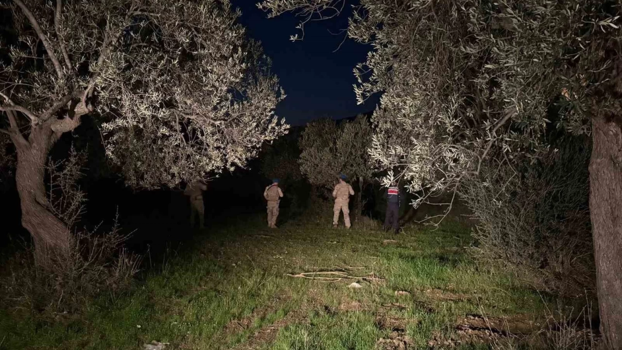 Bak ne gale geldik... Zeytin hırsızlığına karşı komandolar sahada