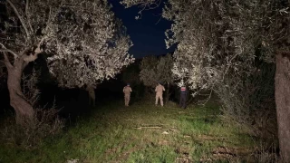 Bak ne gale geldik... Zeytin hırsızlığına karşı komandolar sahada