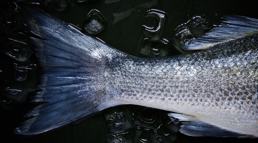 Bal�k��lar g�n say�yor