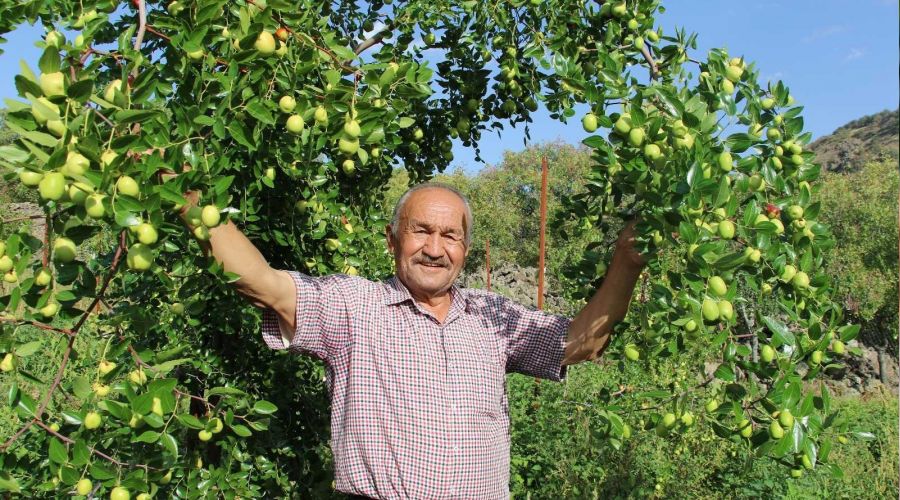 Başkent'in yanı başında yetişiyor