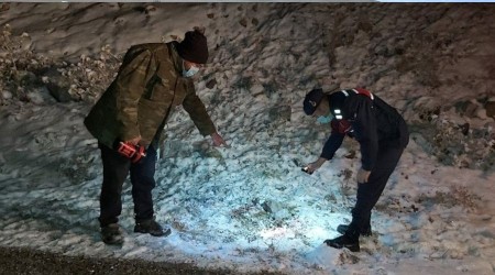 Başkent'te kurtlar dokuz koyunu telef etti