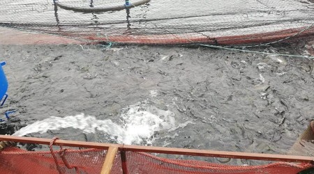 Bayburt'tan Karadeniz'e yavru alabalık ihracatı