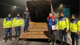 Belgesiz hayvan sevkine ceza: Hayvanlar i�letmeye iade edildi