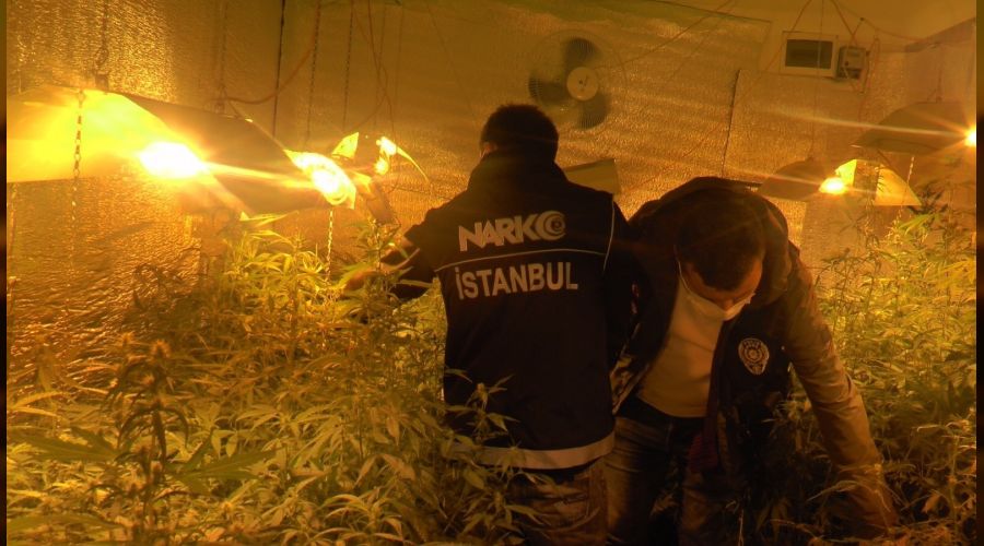 Beykoz'da 300 kök Hint keneviri ele geçirildi