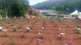 Bilecik'in ilk gül bahçesinde 40 renkte gül yetişiyor