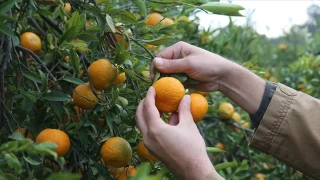  Bodrum mandalinasnda retim miktar artacak