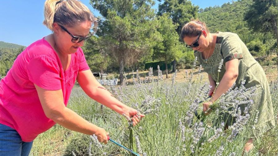 Bodrum'da lavanta hasad� ba�lad�