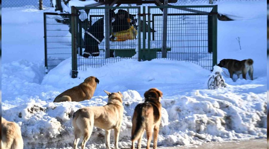 Bursa'da 200 binden fazla sahipsiz hayvan var