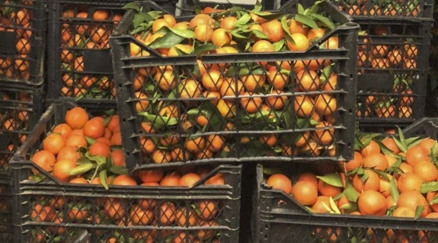 Büyükşehir'den vatandaşlara vitamin desteği
