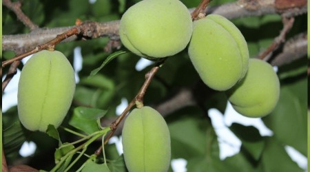 alalara ilgi byk
