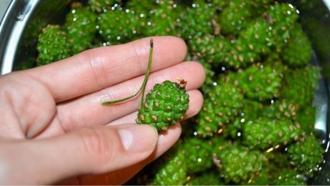 am kozalak turusu biliyor musunuz?