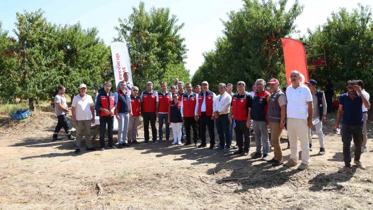 �anakkale, �eftali'de 2'nci nektarinde 3'�nc� s�rada