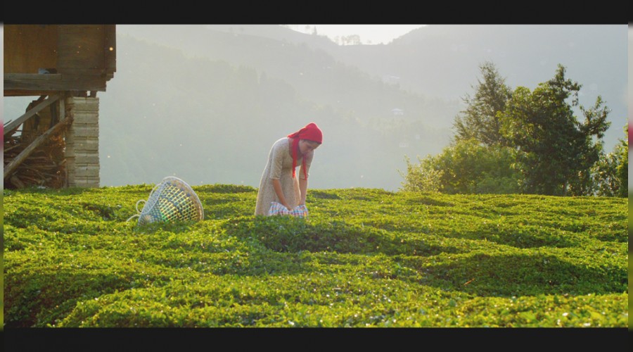 �ay ihracat� 1.6 milyon dolar