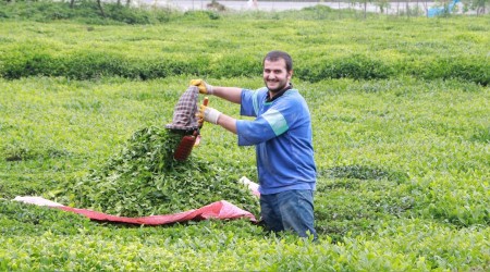 Çay ihracatımız çok düşük