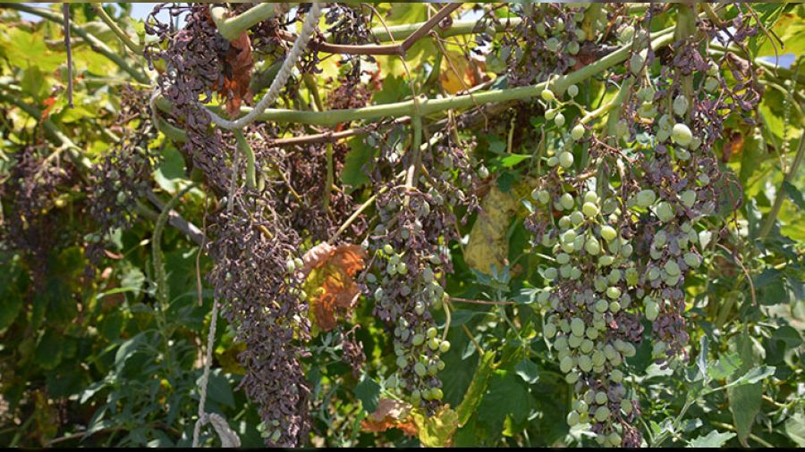 �ekirdeksiz �z�m� afet vurdu