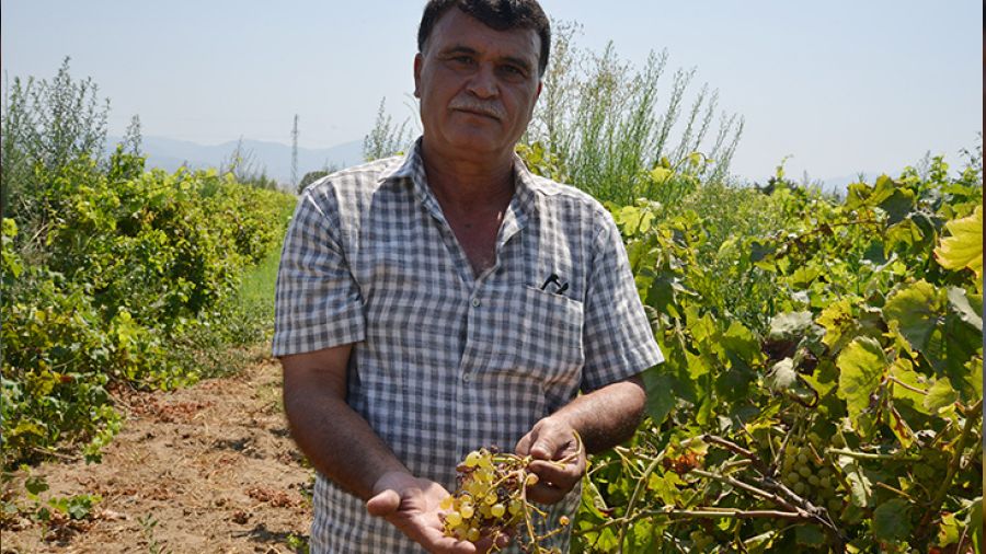 �ekirdeksiz �z�m� hastal�k vurdu