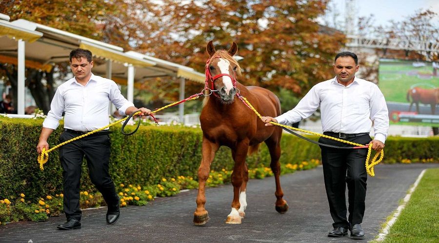 'Cengaver' 680 bin TL'ye al�c� buldu