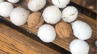 Ceviz byklnde dolu ya tehlike oluturuyor