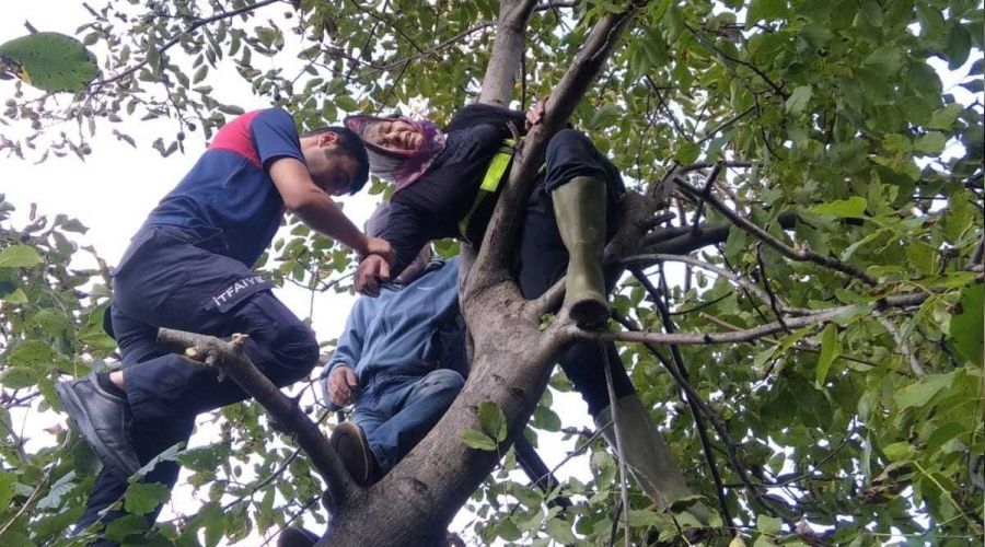Ceviz toplamak için çıktı, mahsur kaldı