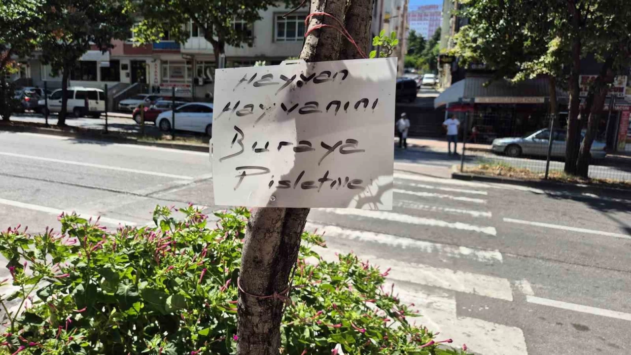 Çiçekleri evcil hayvanlardan korumak için...