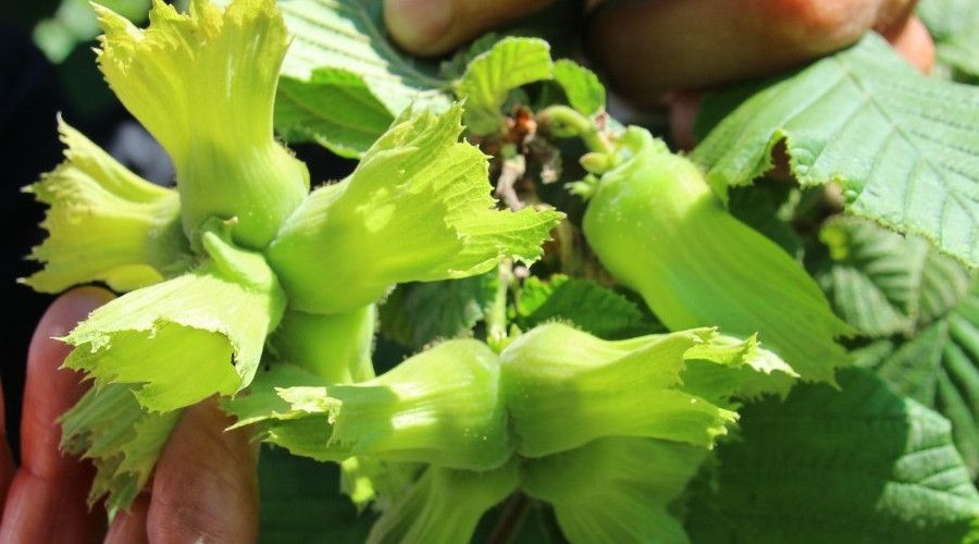 'ÇKS'ye kayıt yaptıramayan üreticilere ikinci bir şans verilmeli'